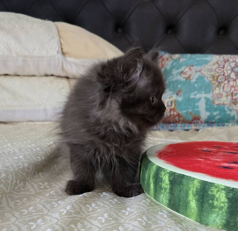 Bagira Scottish Straight female, chocolate