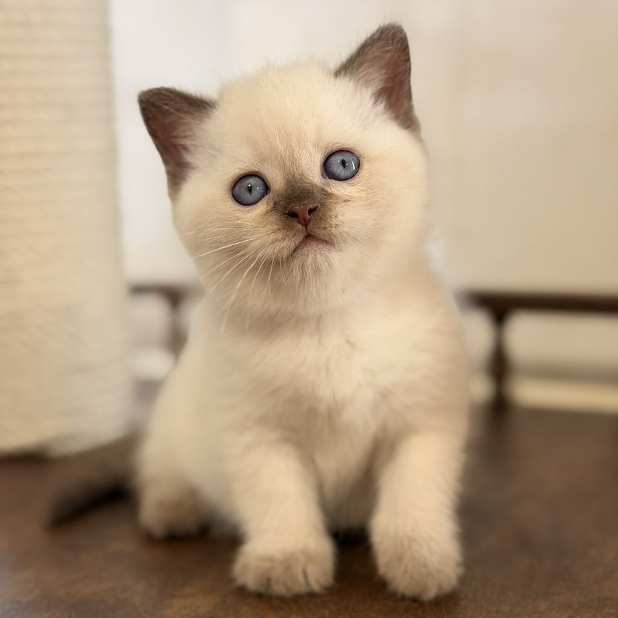 Statham British Shorthair male, chocolate pointed
