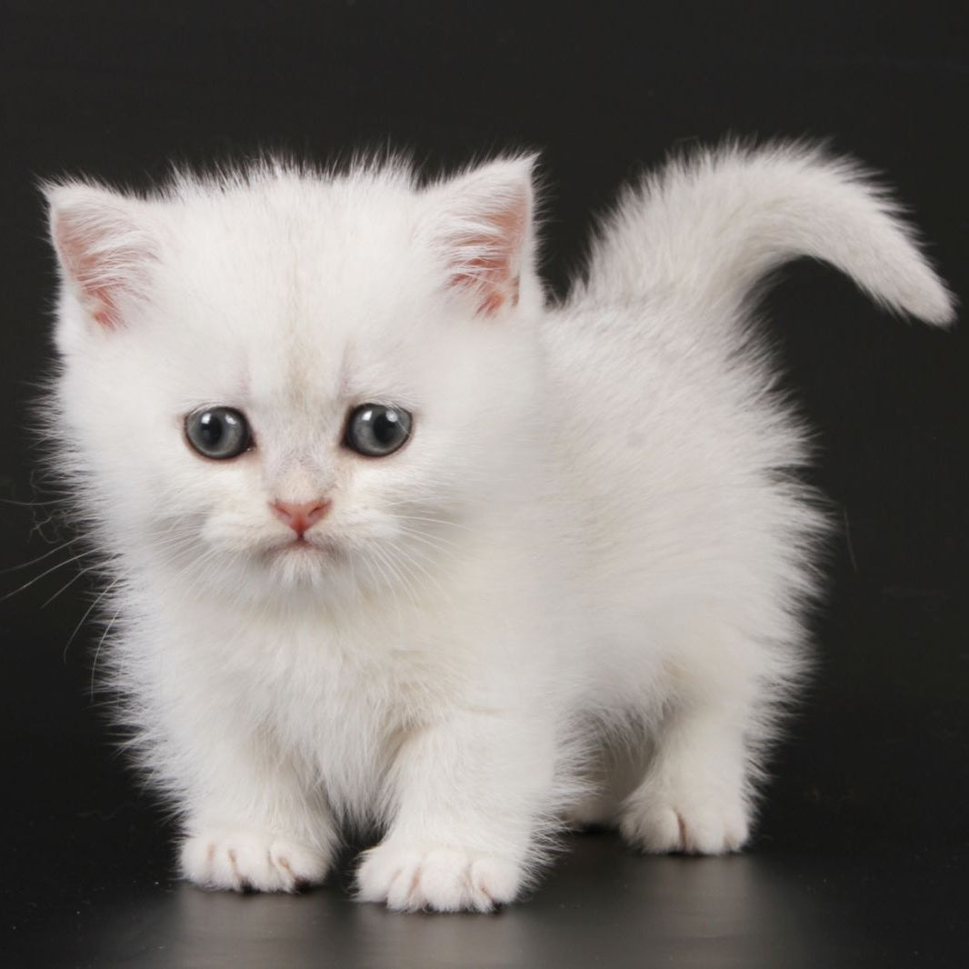 Xevan Munchkin male, black silver shaded