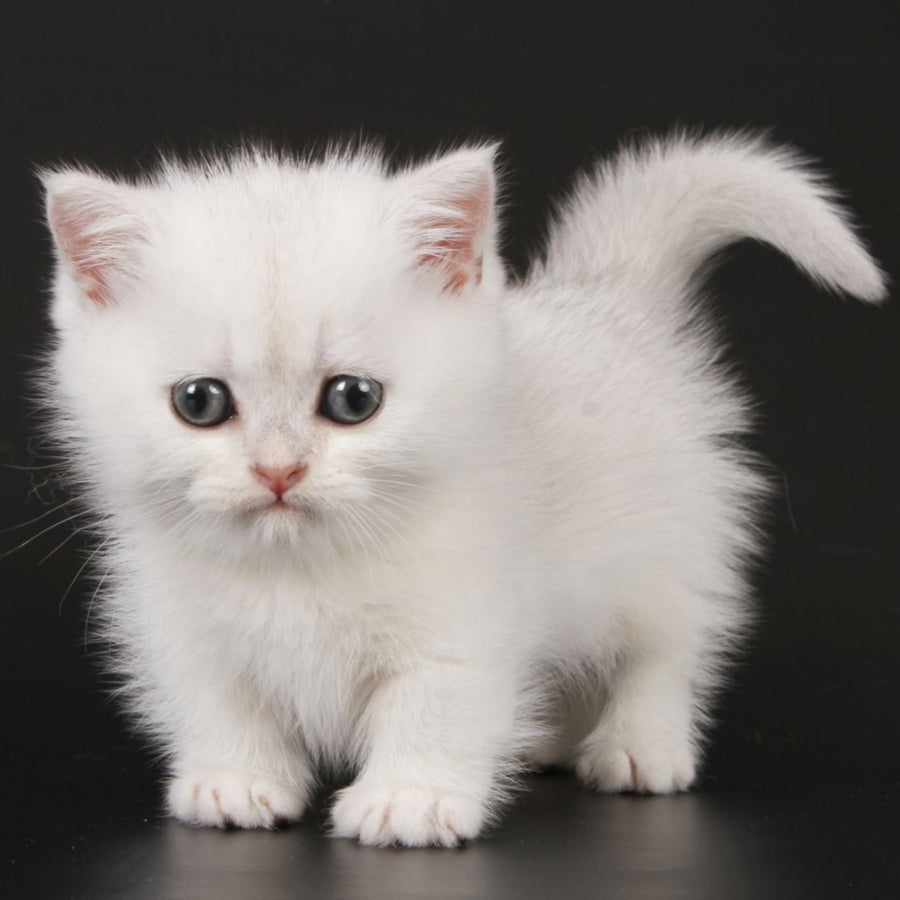 Xevan Munchkin male, black silver shaded