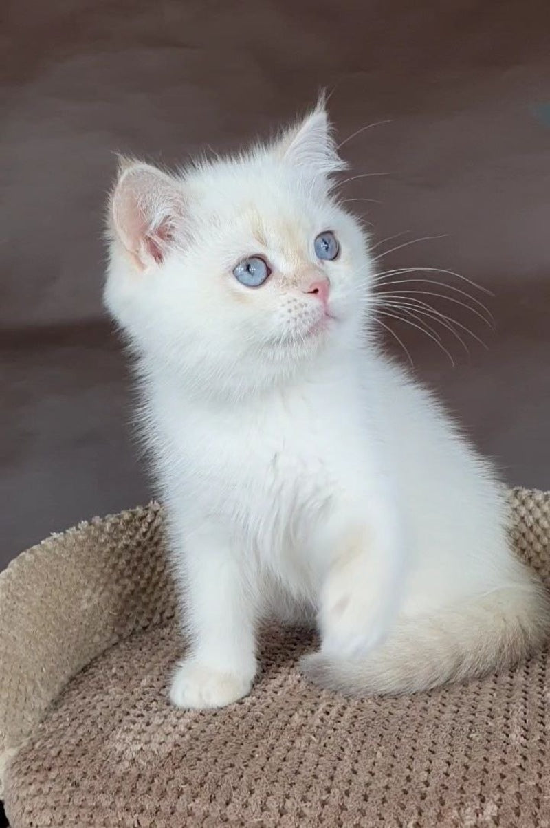 Xander British Shorthair male lilac golden chinchilla pointed - live animals