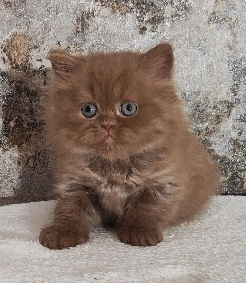 Urban British Longhair male cinnamon - live animals
