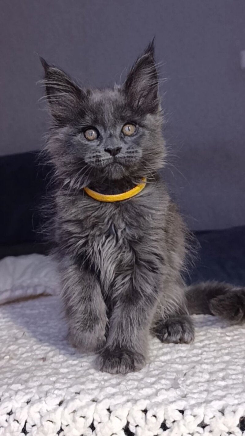 Prince Maine Coon male blue - live animals