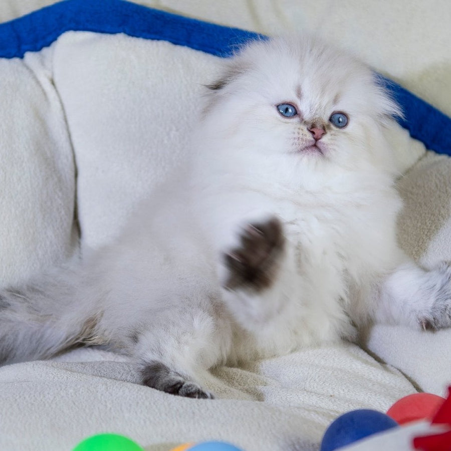 Cleopatra Scottish Fold female, black silver tabby pointed