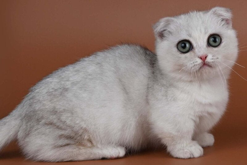 Xanti Munchkin male, black silver shaded