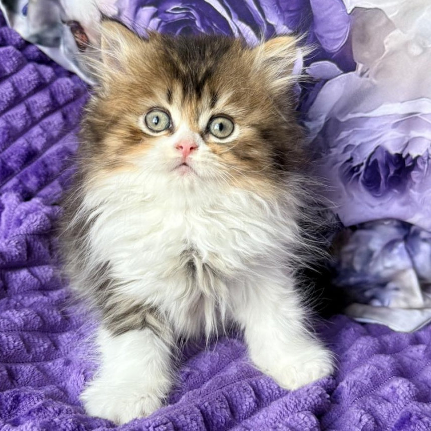 Vasilisa British Longhair female, black tortie ticked tabby bicolour