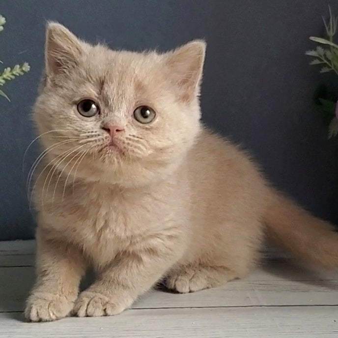 Felicia British Shorthair female, fawn