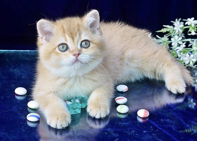 Rafaela British Shorthair female, chocolate golden shaded