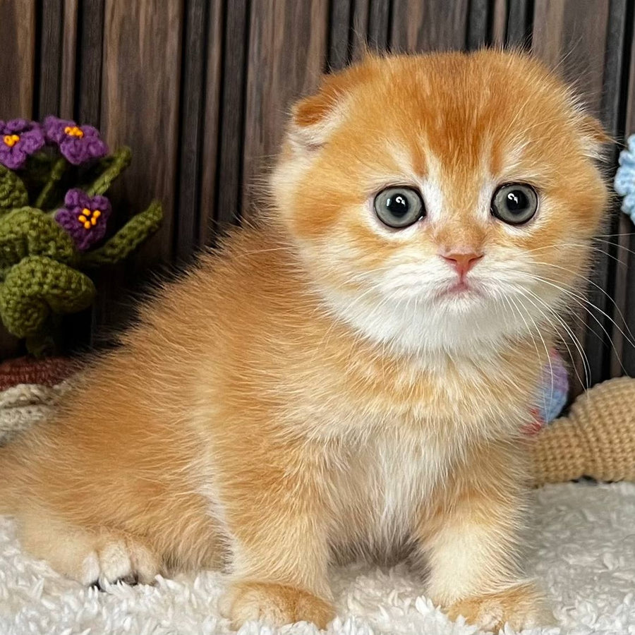 Nala Scottish Fold female, black golden chinchilla