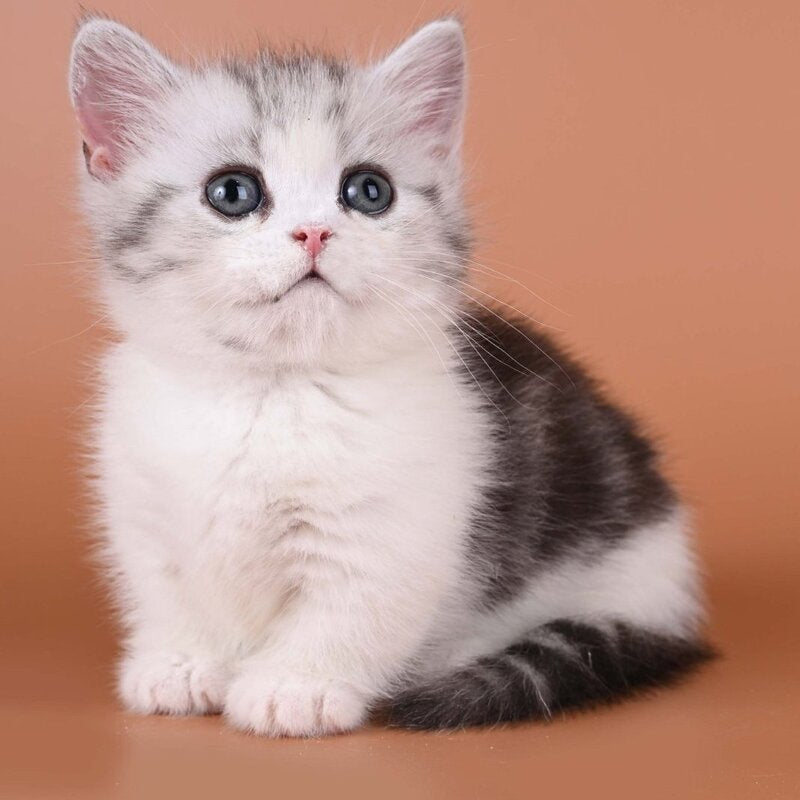 Ilene Munchkin female, black silver tabby bicolour