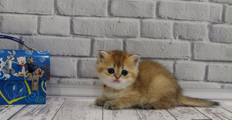Grey's Scottish Straight female, black golden ticked tabby