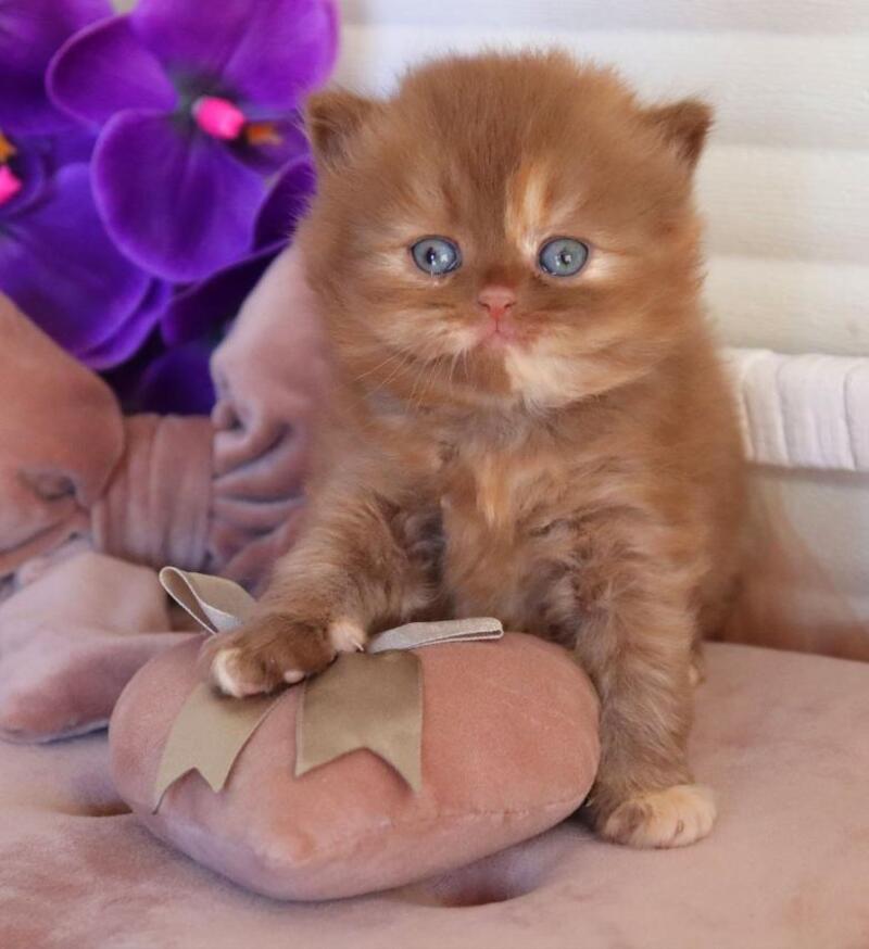 Rina British Longhair female cinnamon tortie - live animals