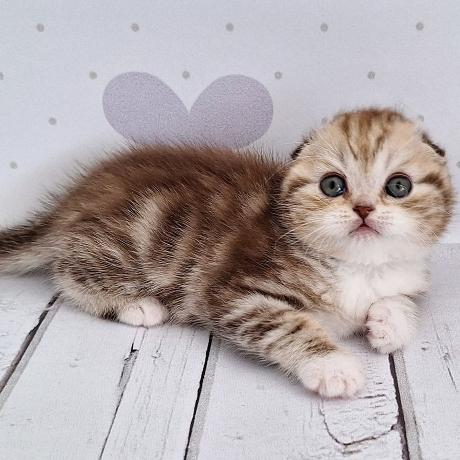 Armani Scottish Fold male, chocolate silver tabby bicolour
