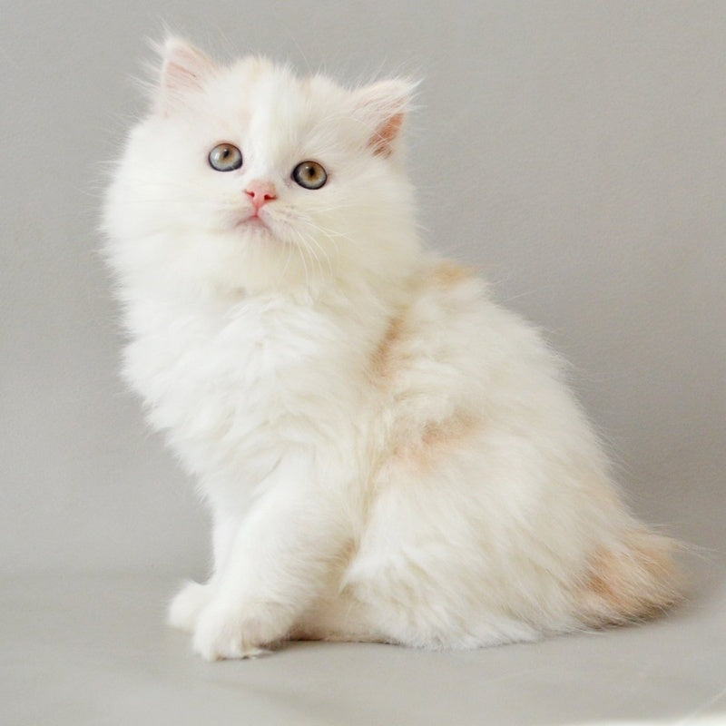 Wasilisa Scottish Straight female, red silver tabby van
