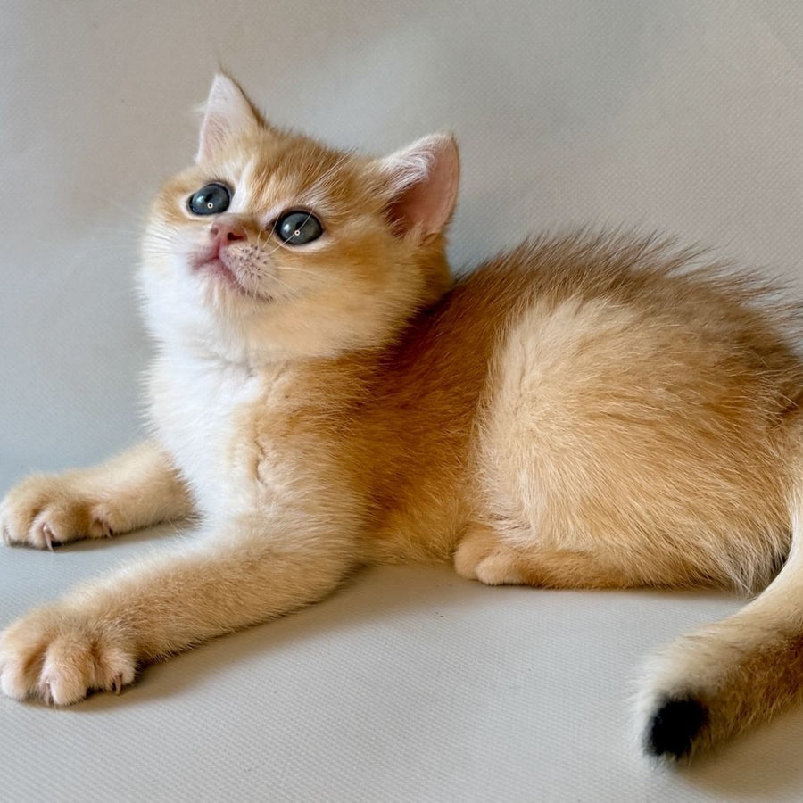 Zazu British Shorthair male, black golden chinchilla