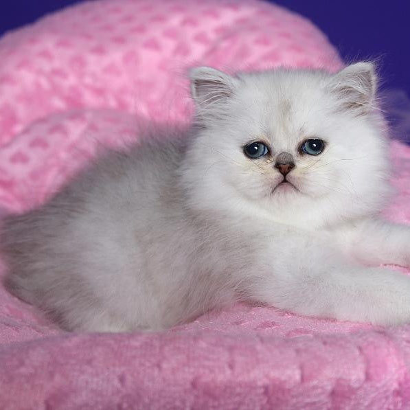 Hanna Persian female, black silver shaded