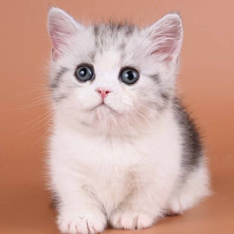Ilene Munchkin female, black silver tabby bicolour