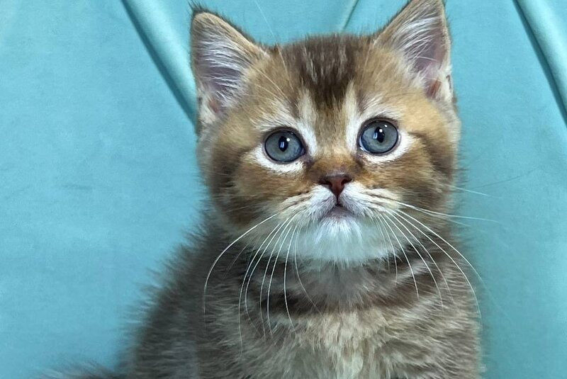 Roni Munchkin female, chocolate ticked tabby