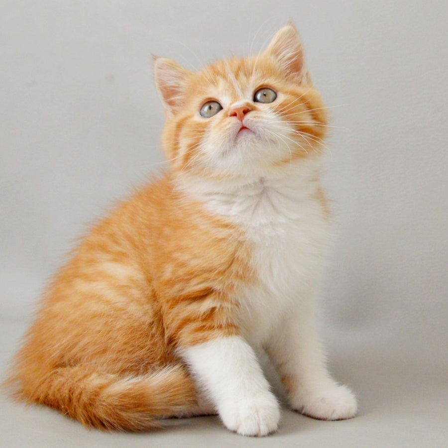 Whiskey Scottish Straight male, red spotted tabby bicolour