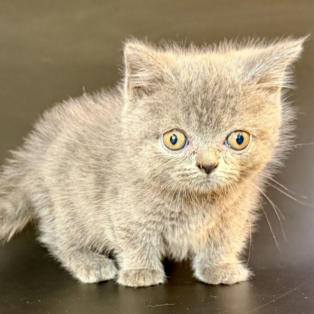 Alfie Munchkin male, blue