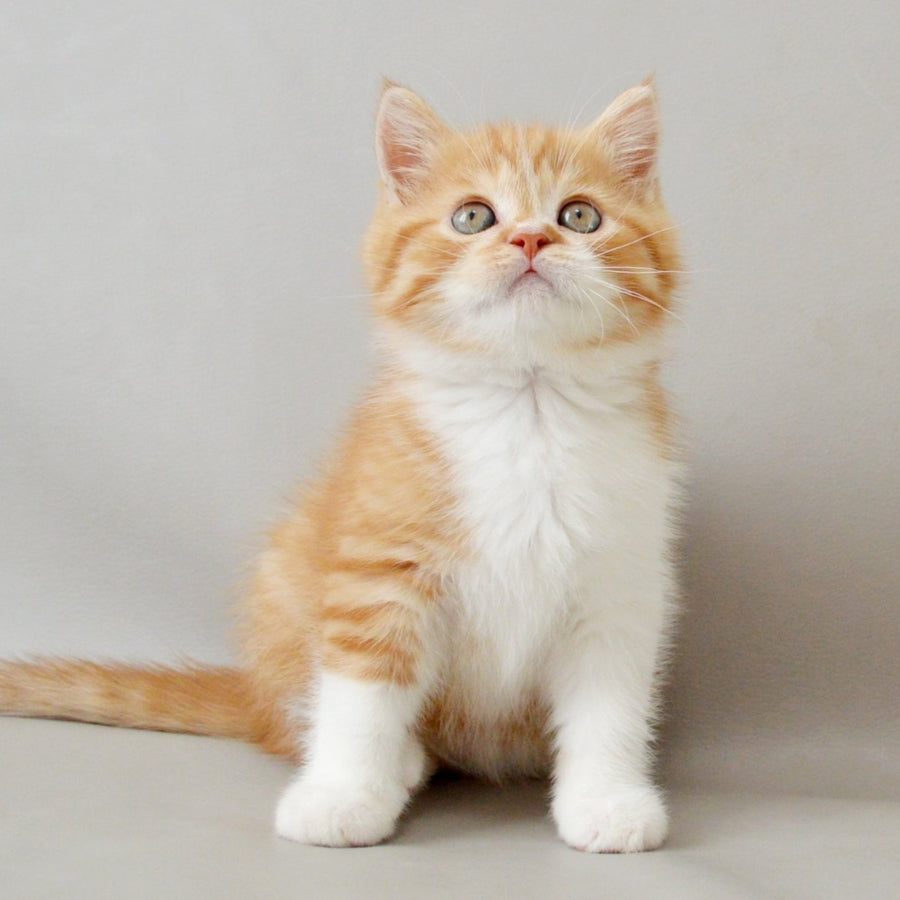 Whiskey Scottish Straight male, red spotted tabby bicolour