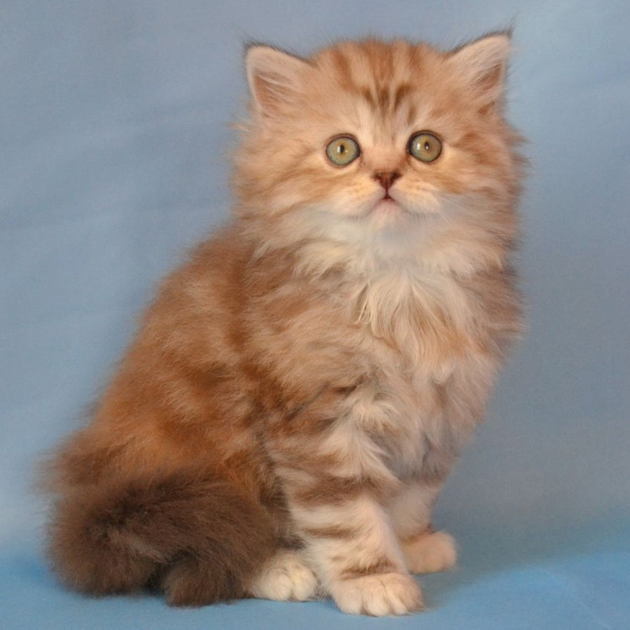 Rachel Scottish Straight female, black tortie silver tabby