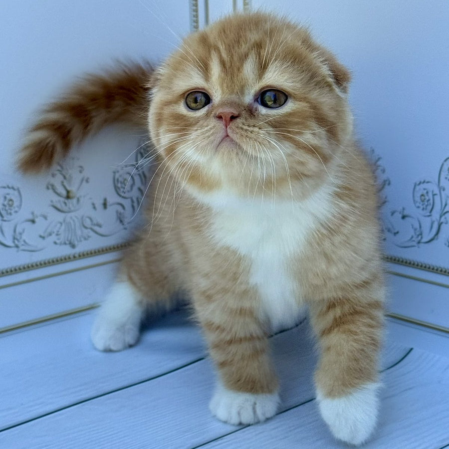 Van Gogh Scottish Fold male, red bicolour