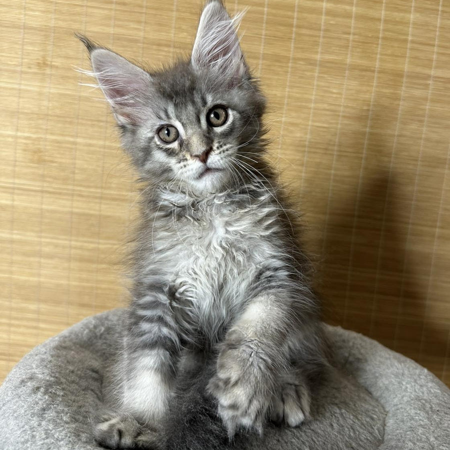 Mone Maine Coon male, blue silver ticked tabby