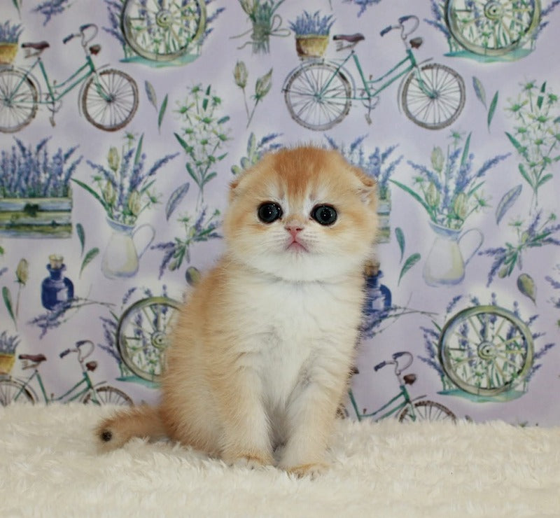 Juliet Scottish Fold female, black golden chinchilla