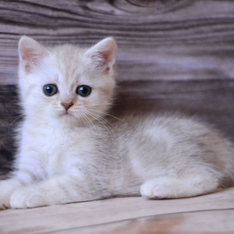 Holly British Shorthair female, blue silver tabby