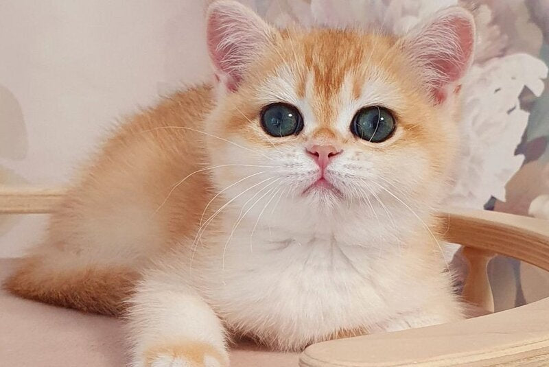 Cleo British Shorthair female, black golden chinchilla