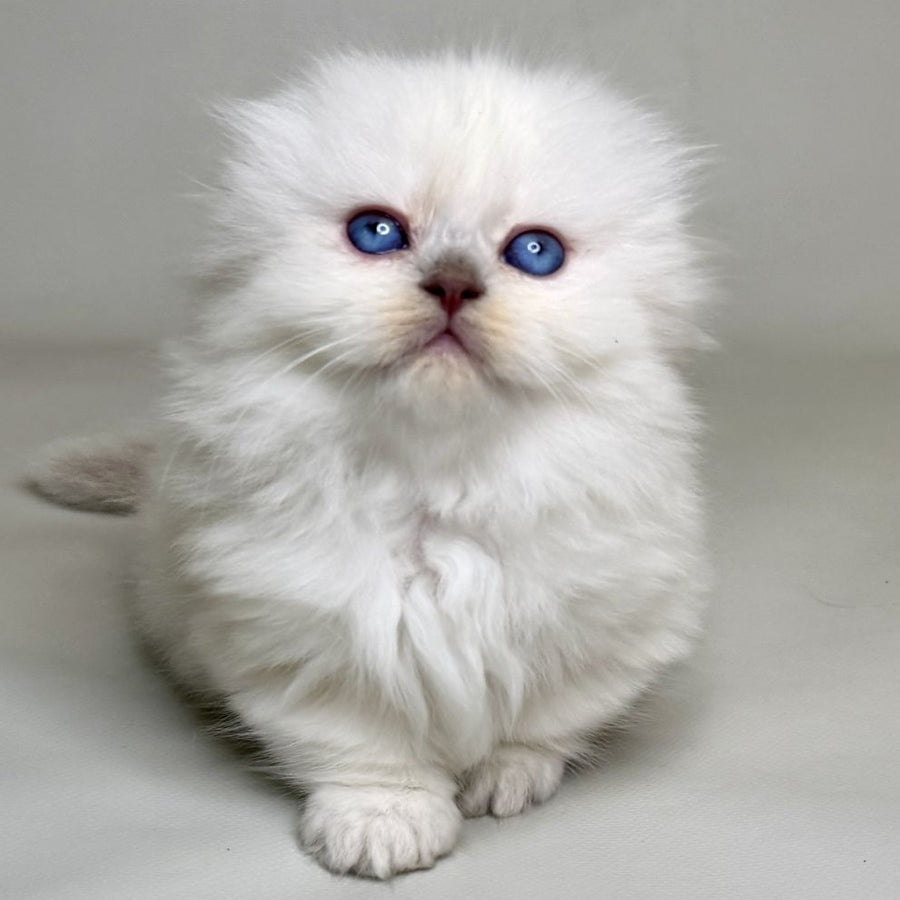 Stormy Munchkin female, blue shaded pointed