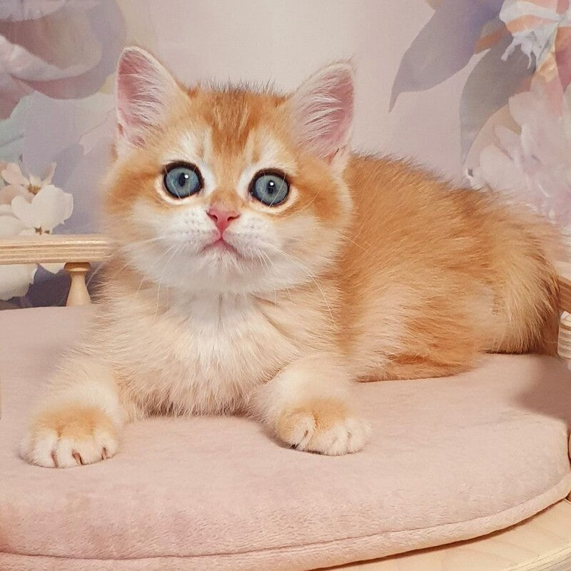 Wasilisa British Shorthair female, black golden chinchilla
