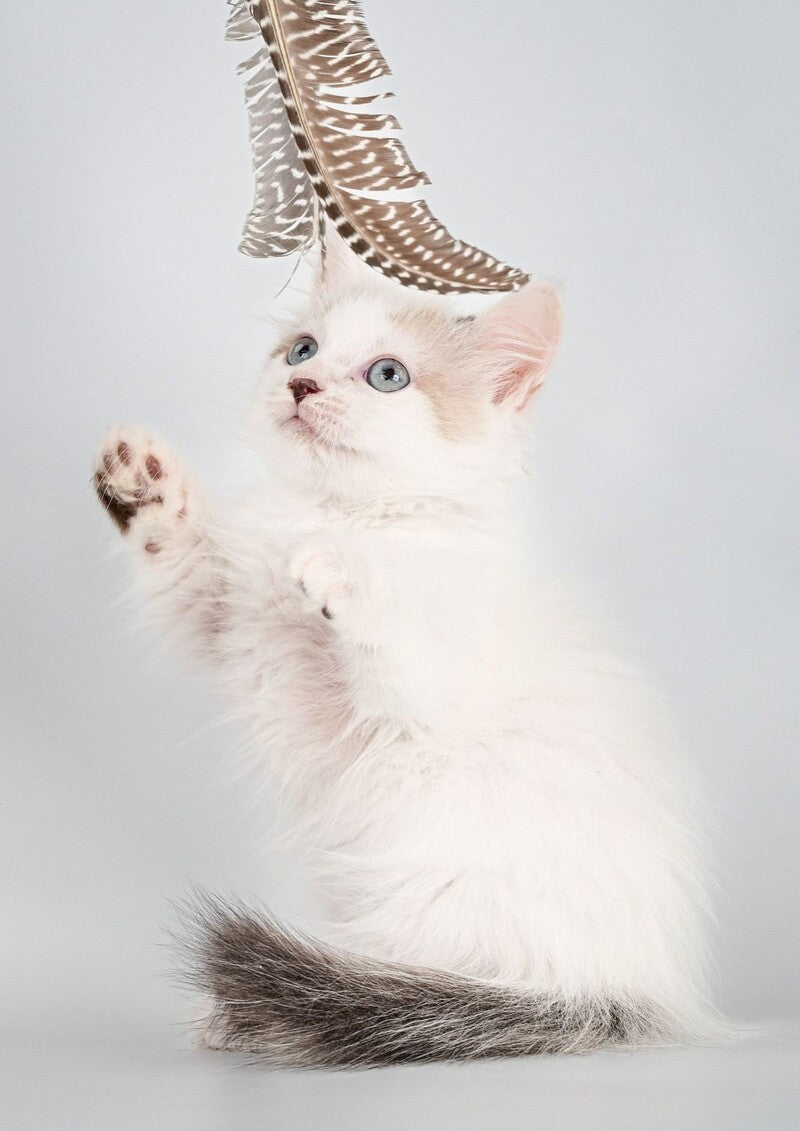 Yogurt Munchkin male, seal pointed van