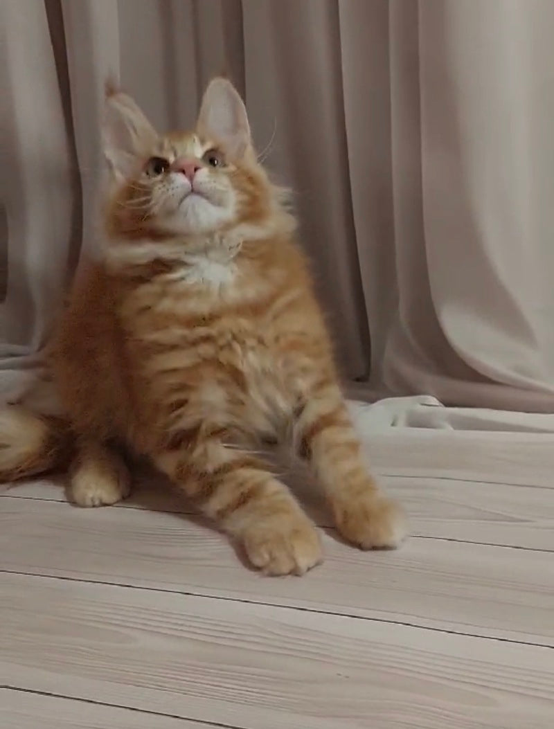 Gellik Maine Coon male red ticked tabby - live animals
