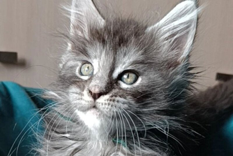 Nensi Maine Coon female black tortie silver tabby live animals