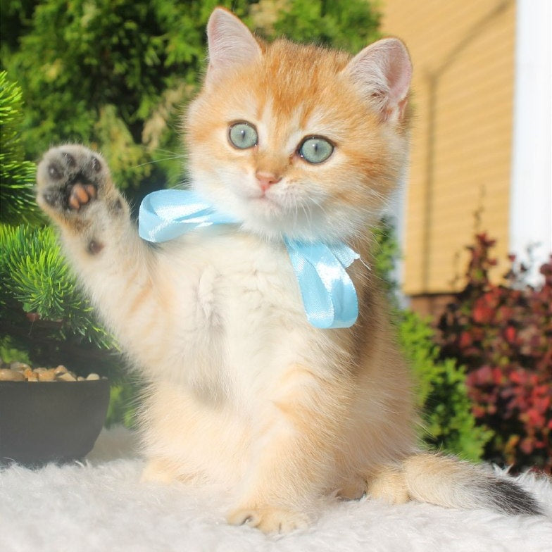Harley British Shorthair male, black golden shaded