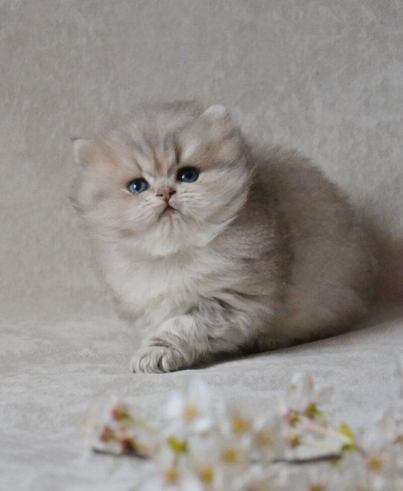Onyx British Longhair male blue golden ticked tabby - live animals