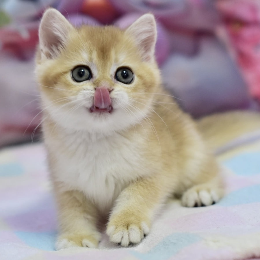 Fluffy British Shorthair female, black golden chinchilla