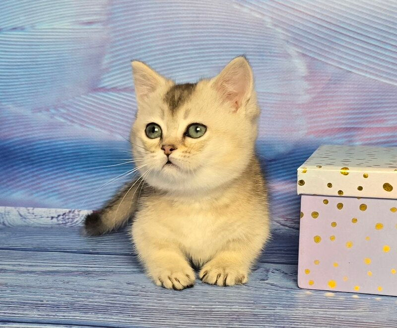 Rambo Munchkin male blue silver shaded - live animals