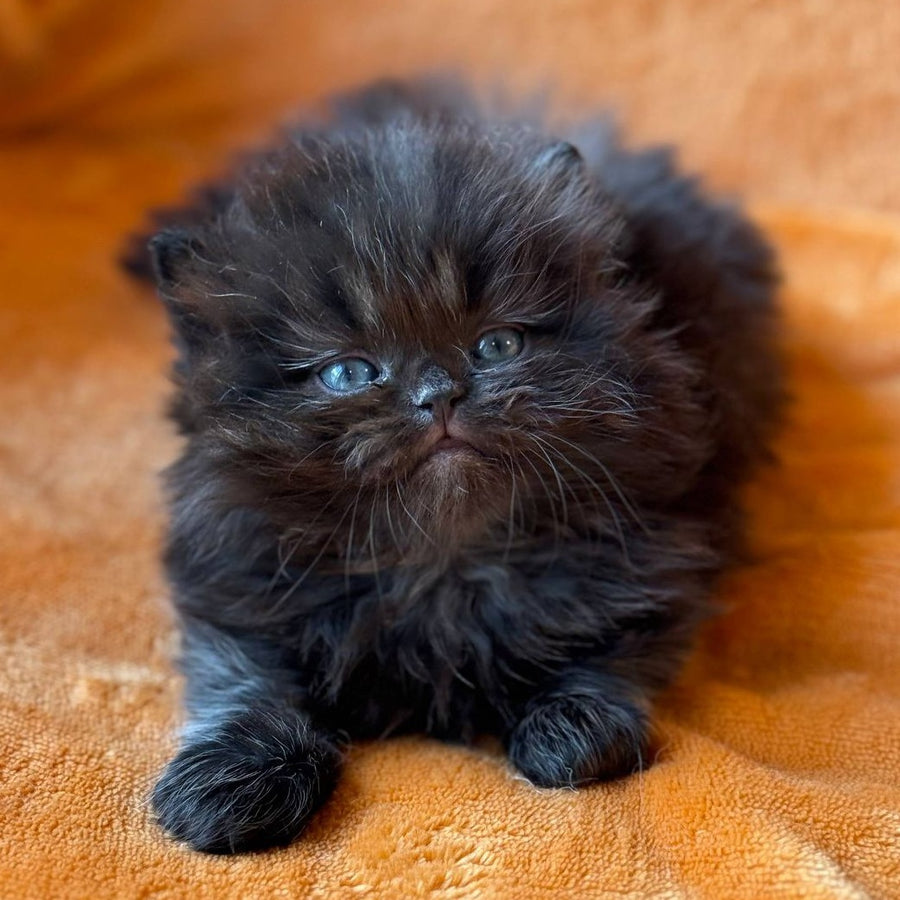 Martin Munchkin male, black