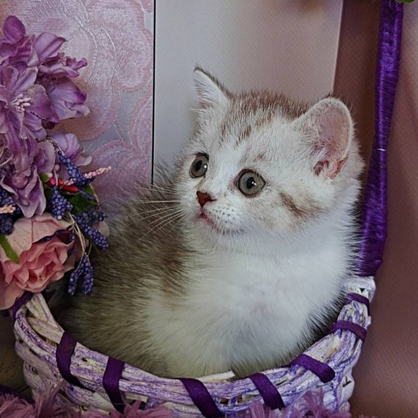 Zeta Scottish Straight female, chocolate golden spotted tabby bicolour