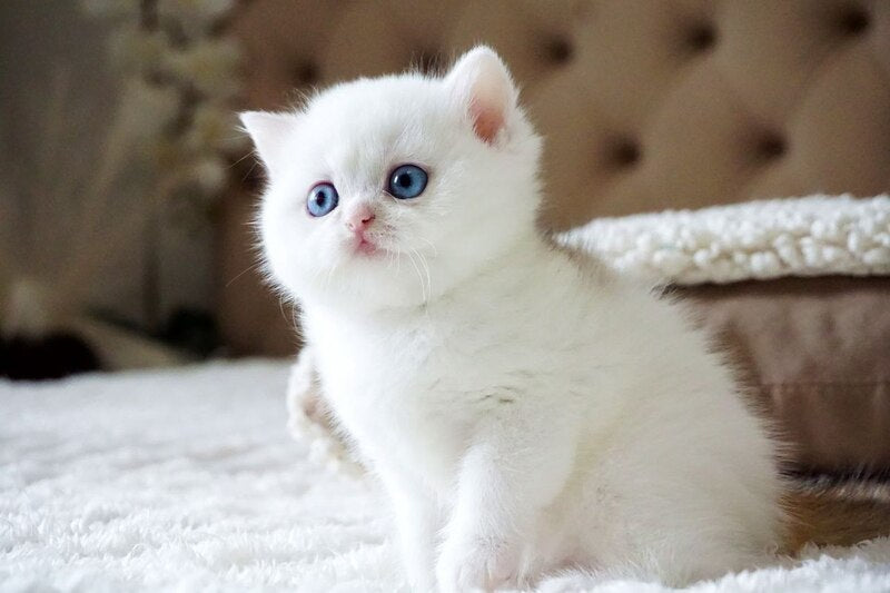 Indigo British Shorthair male, black golden shaded van
