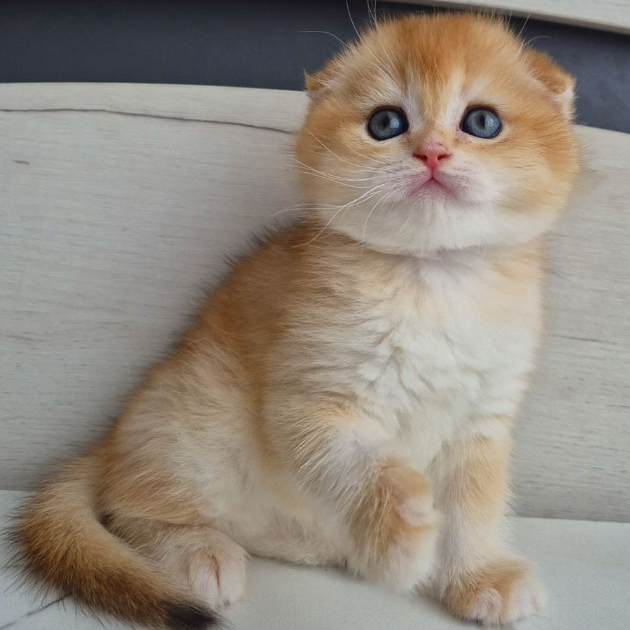 Billy Scottish Fold male, black golden chinchilla