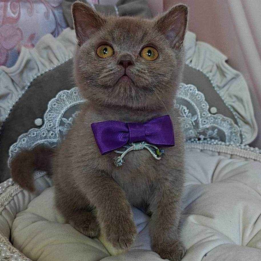 Vito British Shorthair male, lilac