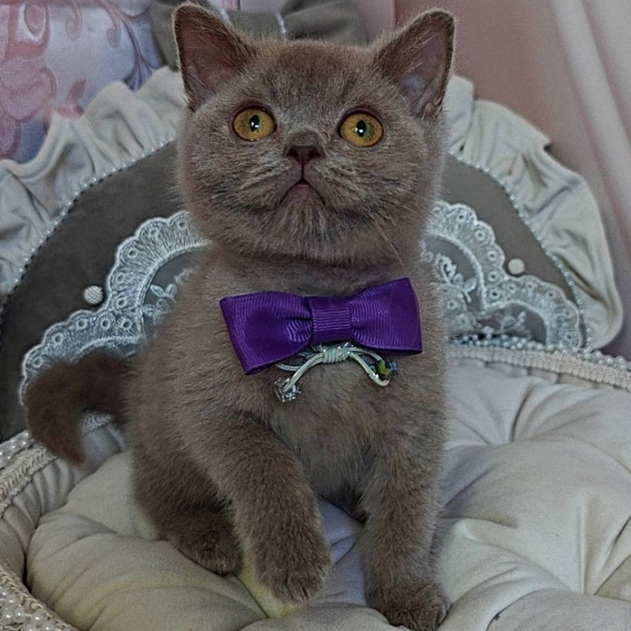 Vito British Shorthair male, lilac