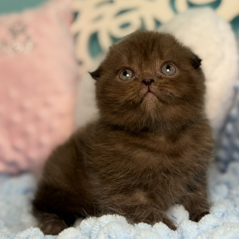 Emerald Scottish Fold male, chocolate