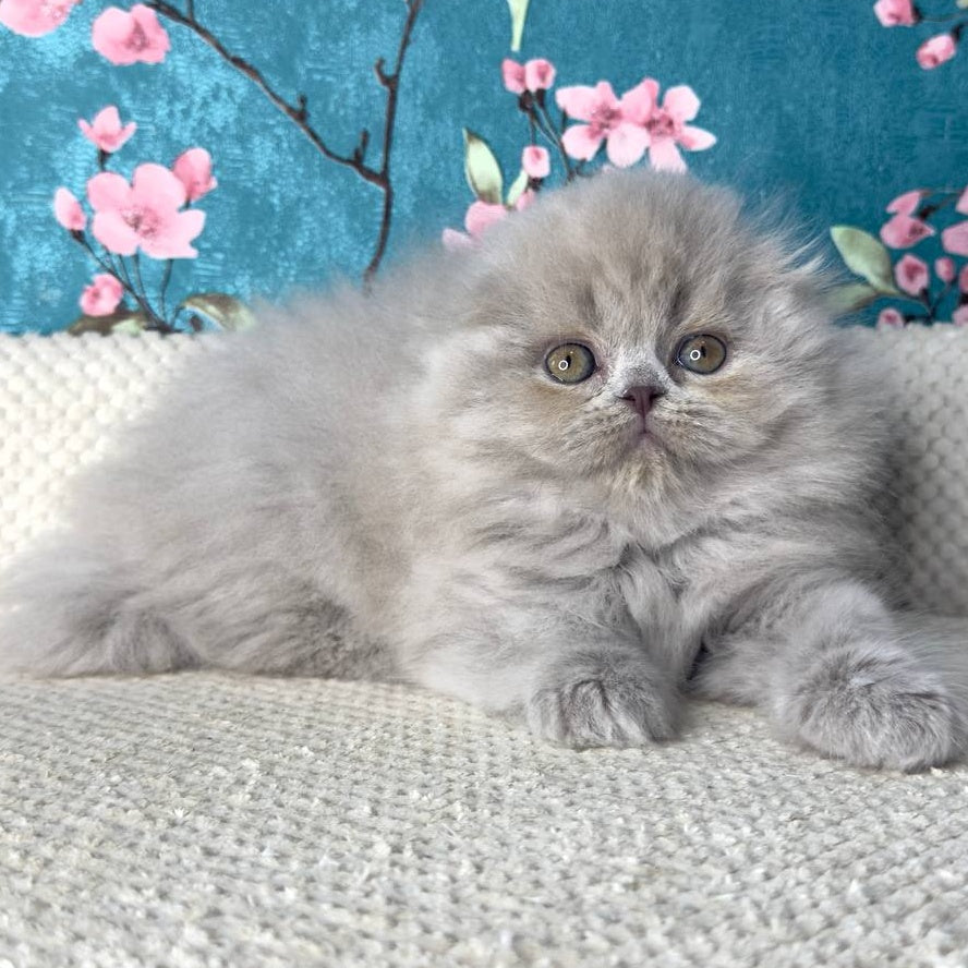 Kitty Scottish Fold female, lilac