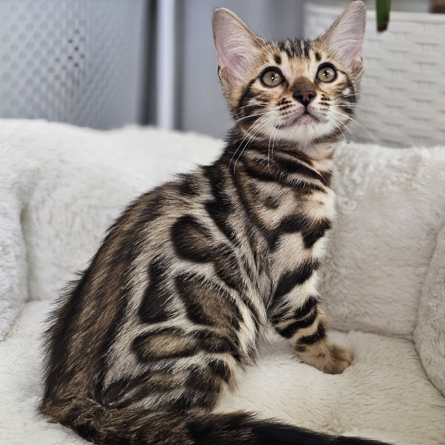 Tahiti Bengal male, black spotted tabby