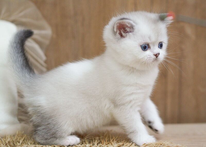Rikki Scottish Straight male, black shaded pointed bicolour